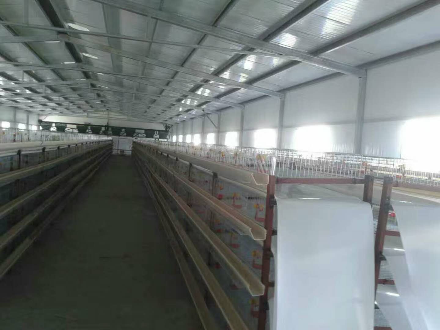 鵪鶉對籠具有哪些要求？